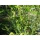 Itkusalava ’Crispa’ (Salix babylonica 'Crispa')